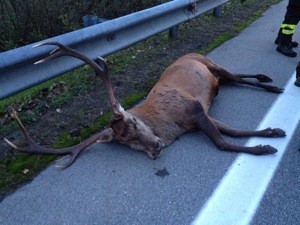 Foto dal web.