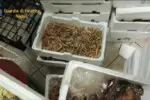 Arresti tra Piano di Sorrento e Torre Annunziata: furti di pesce