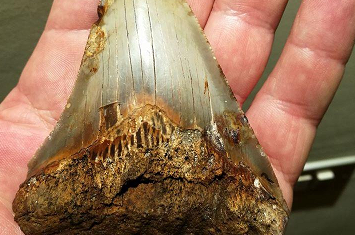dente di dinosauro