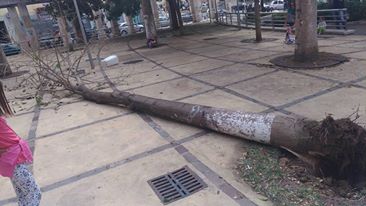 maltempo - albero caduto piazzetta maradona