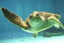 Portici tartarughe marine