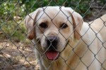 cani denutriti nel napoletano