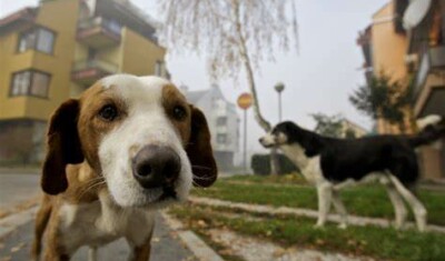 Pronto soccorso veterinario