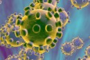 Coronavirus crispano