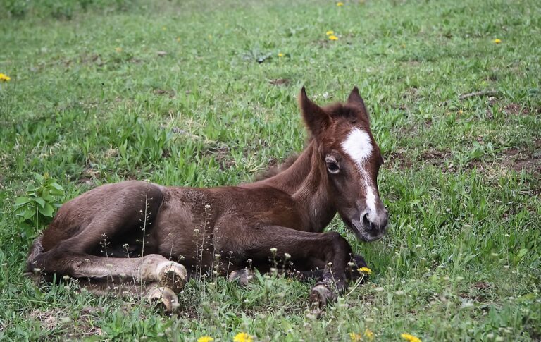 pony napoli polizia sequestro