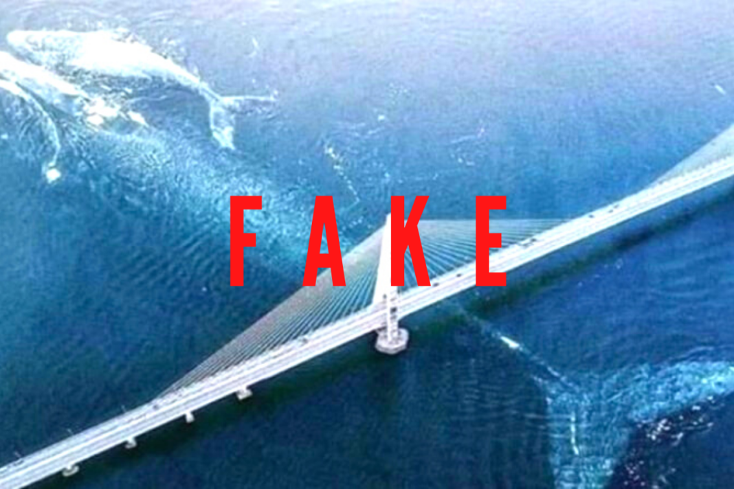 Balena gigante sotto il Ponte di Messina ( che non esiste ...