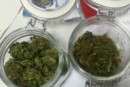 marijuana in casa massa lubrense