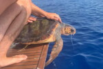 caretta caretta salvataggio