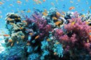 barriera-corallina