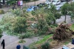 capua albero crolla