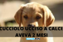 cane labrador ucciso roma