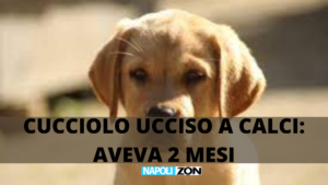 cane labrador ucciso roma