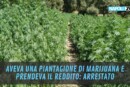 coltivava marijuana