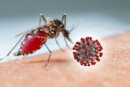 febbre dengue, nuova epidemia zanzare