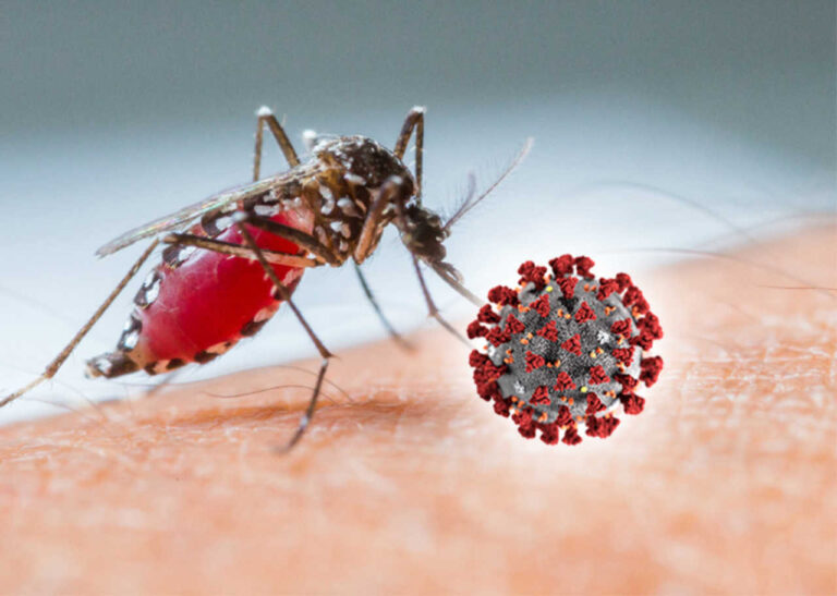 nuova epidemia zanzare