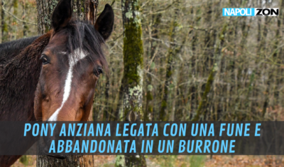 pony abbandonata