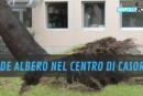 Cede albero