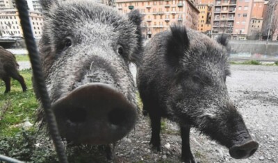 Zona rossa per la peste suina, l'Ue interviene