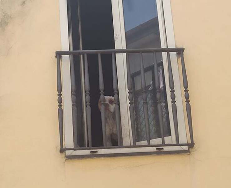 Cani abbandonati in casa a Caserta