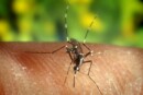 virus west nile zanzare