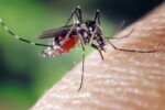 dengue a Fano zanzare