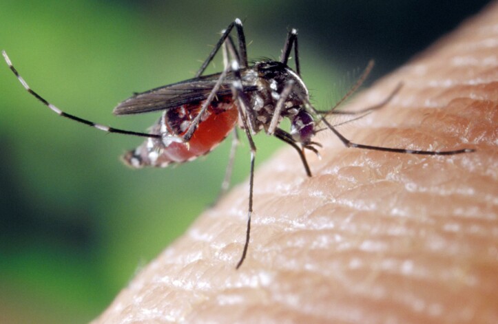 Virus delle zanzare: sintomi del west nile