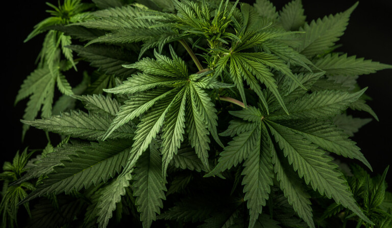 teano piantagione cannabis
