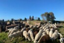 Pompei pecore negli Scavi