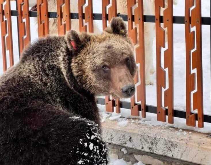 morto orso parco nazionale abruzzo