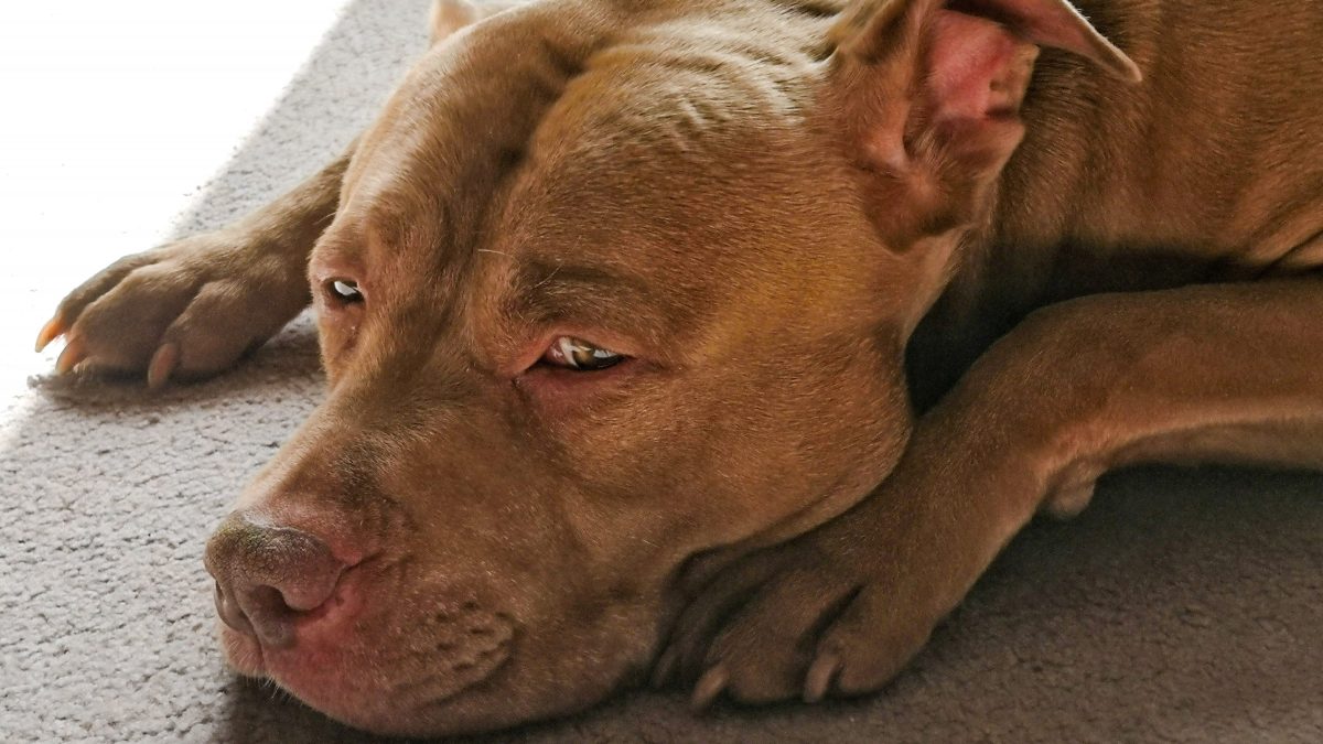 Maltrattamento animale Maddaloni Cani abbandonati