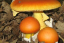 mangiano funghi velenosi