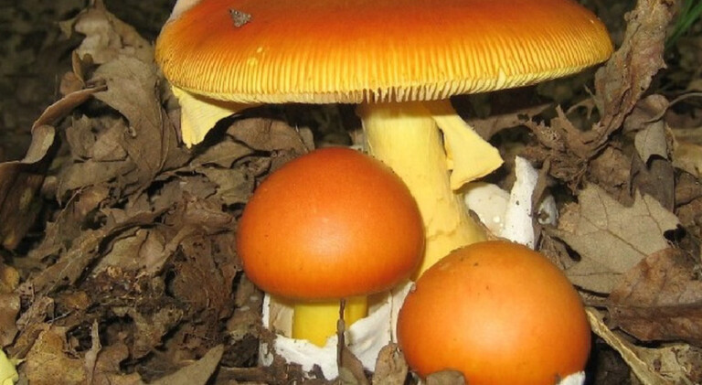 mangiano funghi velenosi