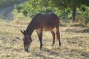 Agerola 12enne muore trascinato dal mulo