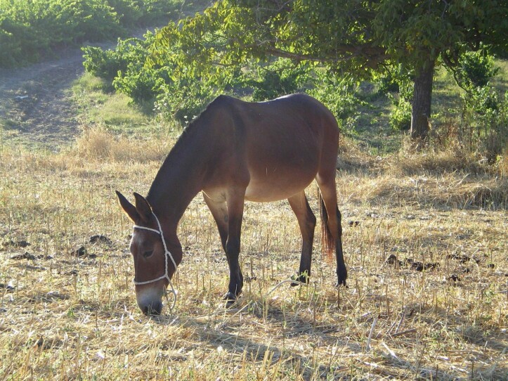 Agerola 12enne muore trascinato dal mulo