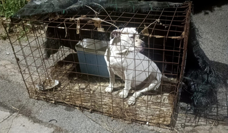 napoli cane abbandonato gabbia