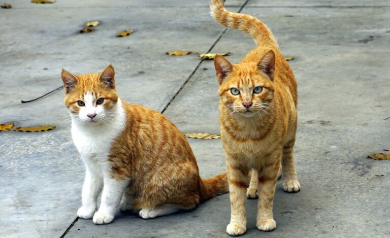 Quarto gatto randagio torturato, Giornata internazionale del gatto