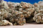 Serra cannabis in casa a Torre del Greco