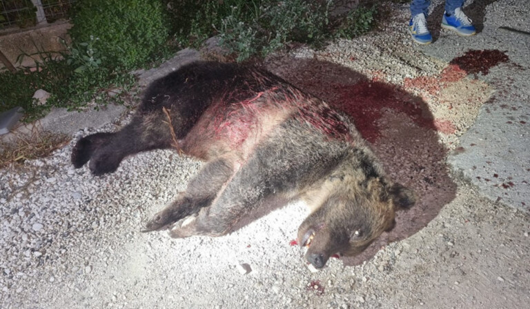 orsa amarena uccisa fucilate