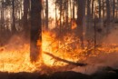 incendiati boschi nel sannio