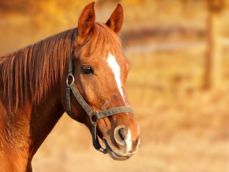 incidente a cavallo