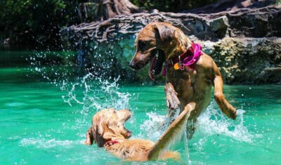 Obbligo di accesso per i cani nei lidi di Bacoli Quattrozampeinfiera