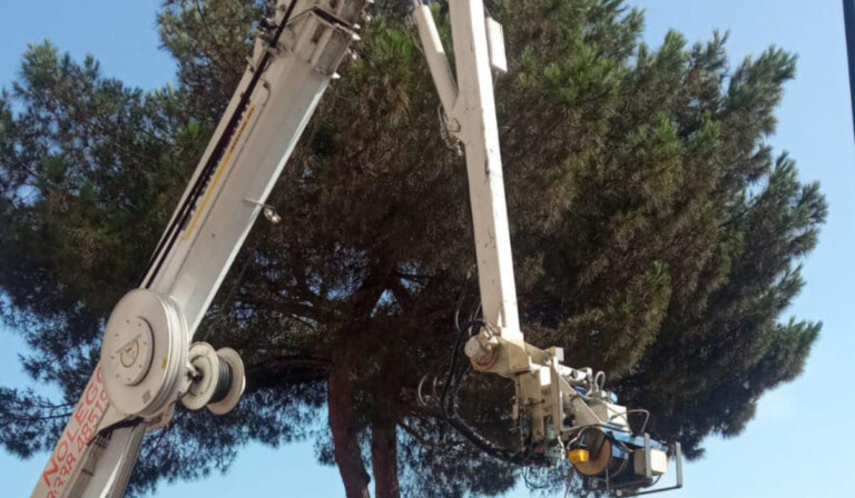 napoli si abbatte un albero a viale raffaello