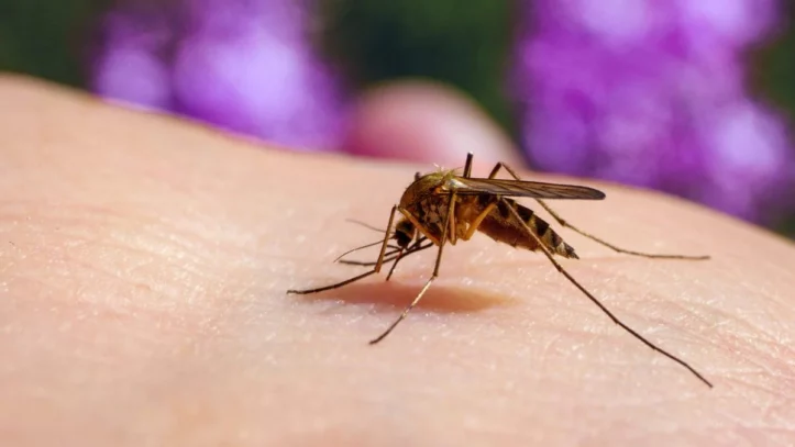 Allarme West Nile