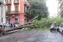 Vomero albero crolla in via Bernini