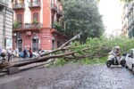 Vomero albero crolla in via Bernini