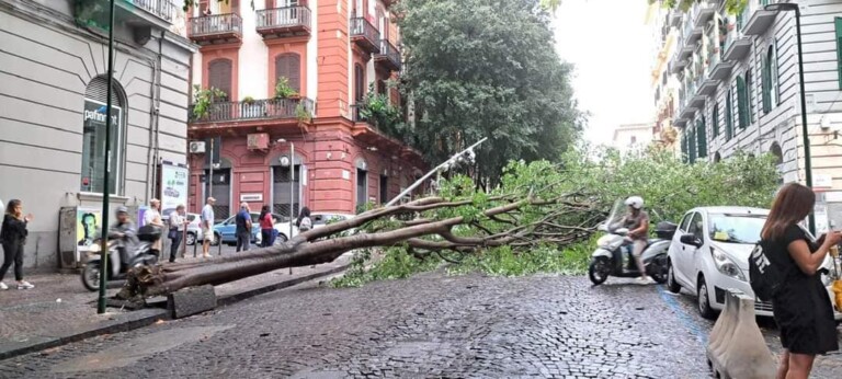 Vomero albero crolla in via Bernini