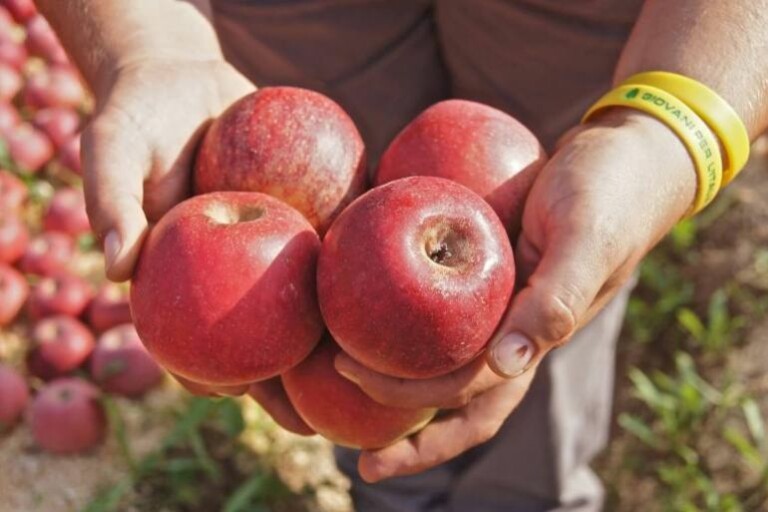 Sagra della Mela Annurca a Valle di Maddaloni: 8 al 10 Novembre 2024