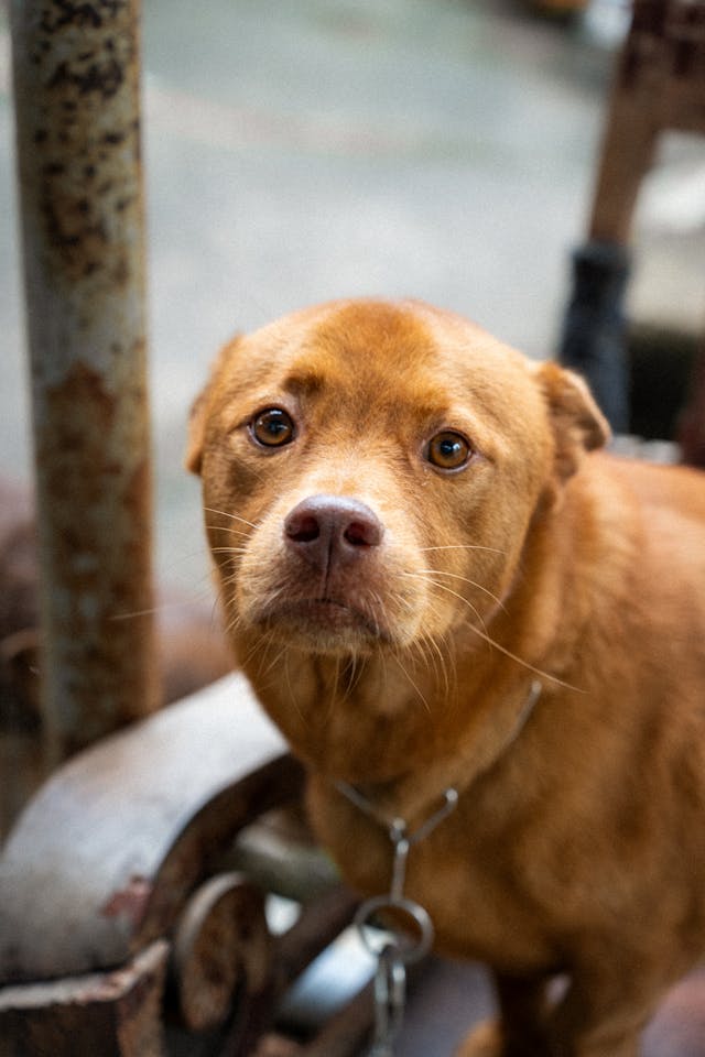 cane legato e abbandonato