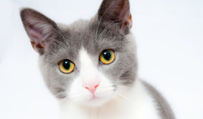 gatto bruciato Sant'Antonio Abate