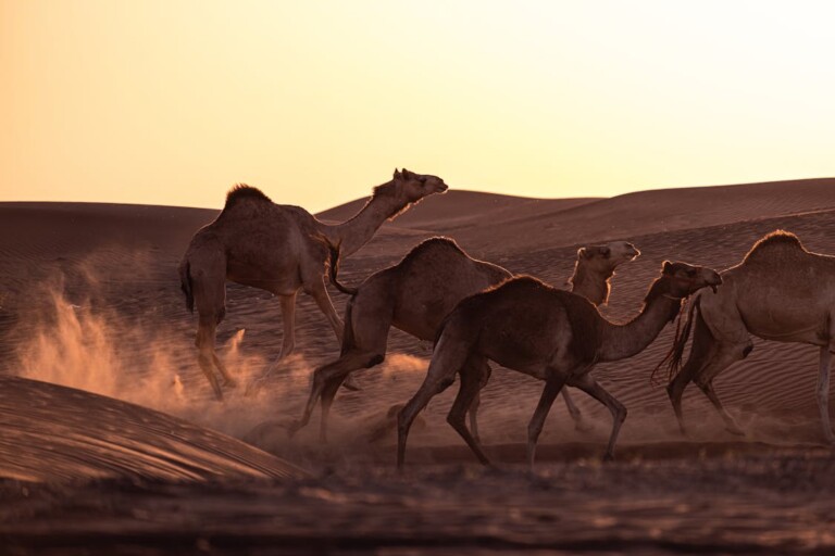 neve nel deserto dell'arabia saudita